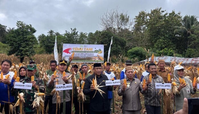 Panen Melimpah di Bone Bolango, Bibit Maxxi Buktikan Diri Jadi Solusi Unggul Petani Jagung