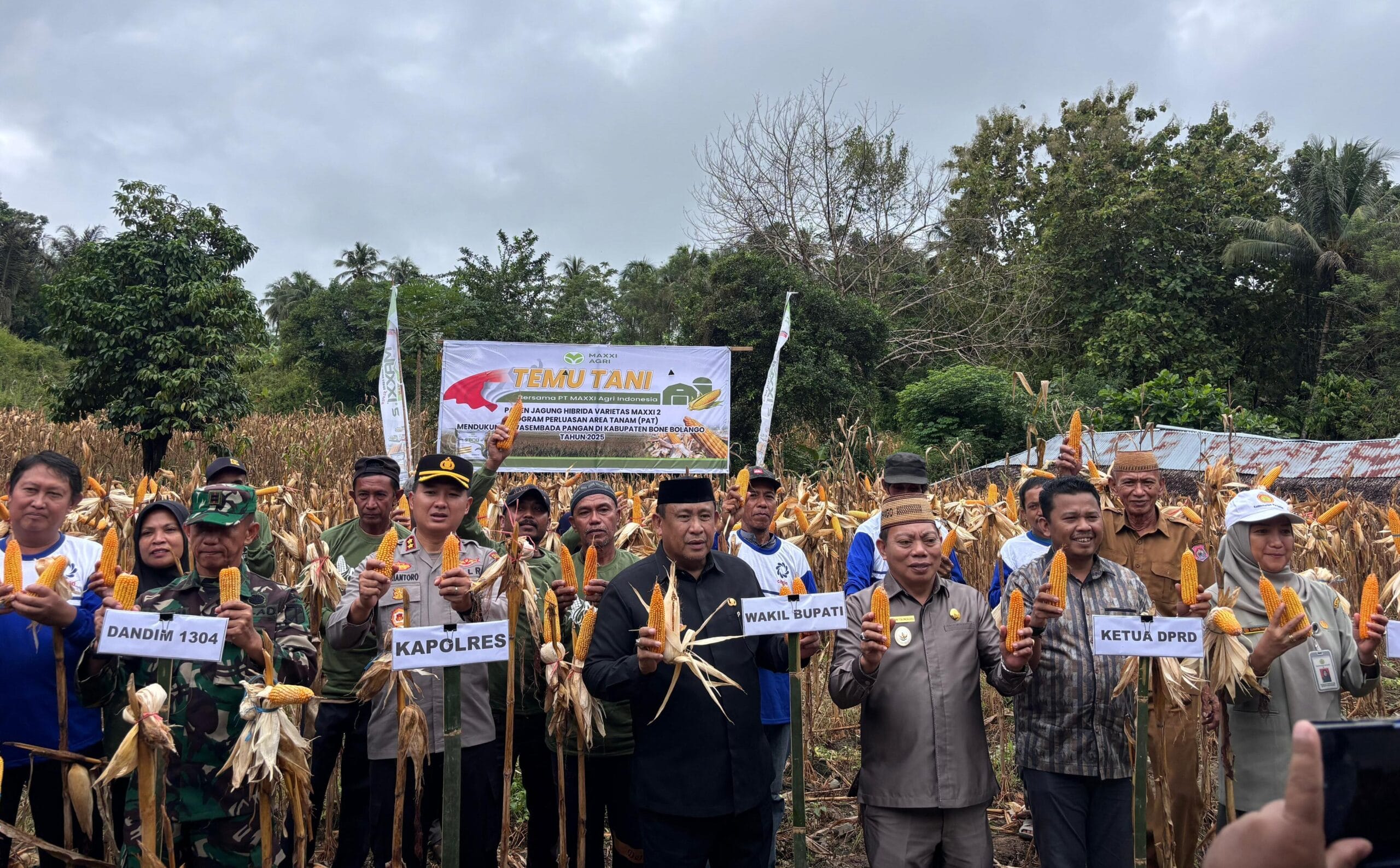 Panen raya jagung Maxxi bersama petani kabupaten Bone Bolango yang dihadiri oleh wakil bupati dan Forkopimda. (Foto: Tim Maxxi Bone Bolango)