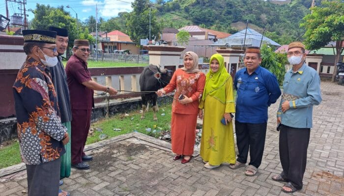 RSUD dr. Zainal Umar Sidiki Serahkan Satu Ekor Sapi Qurban ke Masjid Agung Gorut