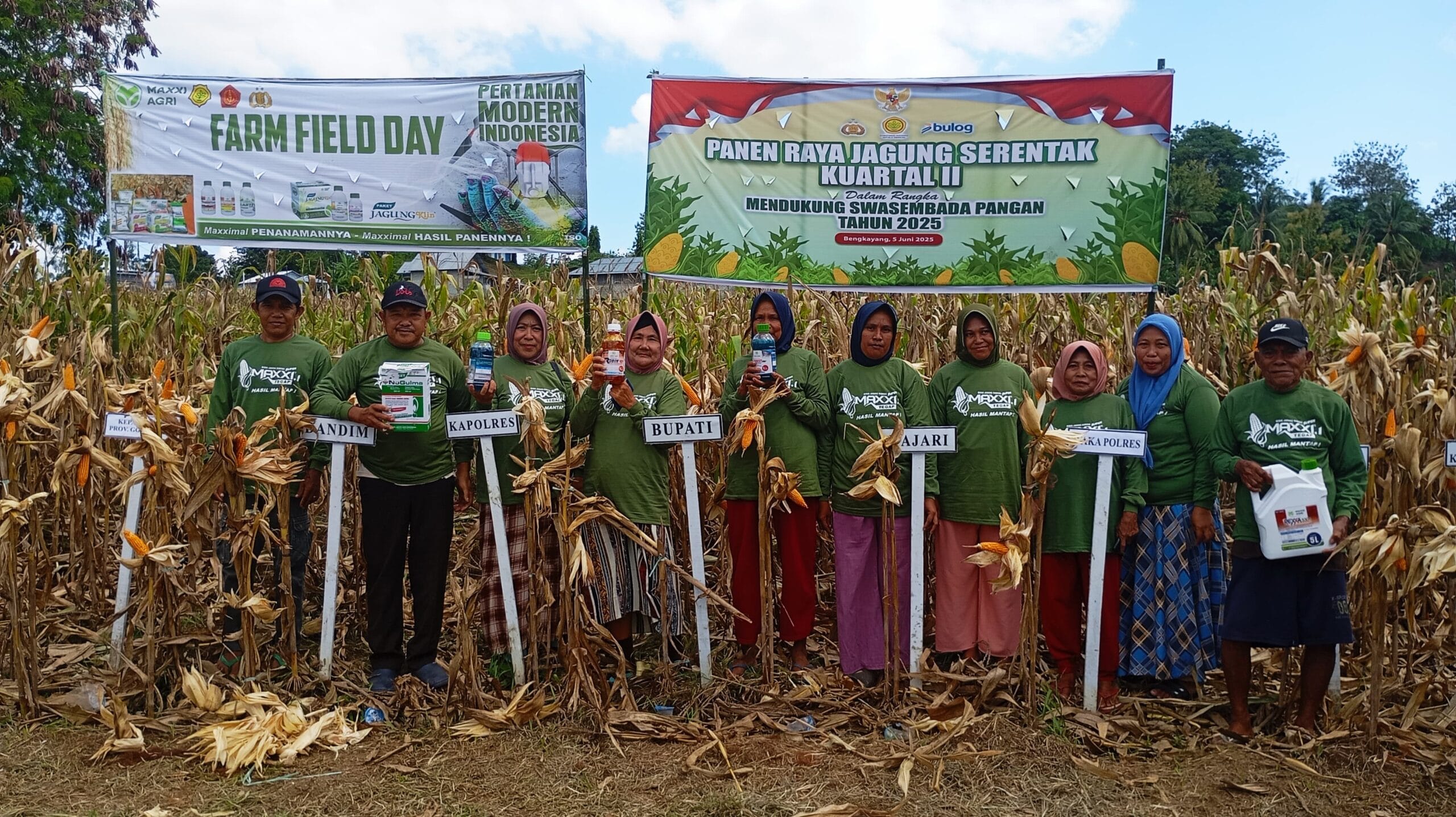 Para petani pengguna produk Maxxi Agri hadir dalam panen raya serentak. (Foto: Gotimes) 