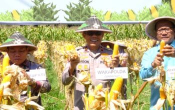 Wakapolda Gorontalo Hadiri Panen Raya Jagung di Bone Bolango. (Foto: Humas Polda Gorontalo)