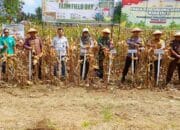 PT Maxxi Agri Indonesia Dukung Panen Raya Jagung di Gorontalo Utara