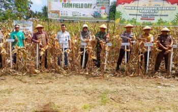 PT. Maxxi Agri Indonesia Ikut Serta dalam Panen Raya Jagung Serentak di Gorontalo Utara. (Foto: Gotimes)