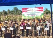 Dukung Swasembada Pangan, Polres Pohuwato Laksanakan Panen Jagung Kuartal II