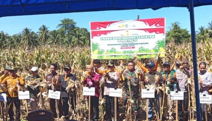 Dukung Swasembada Pangan, Polres Pohuwato Laksanakan Panen Jagung Kuartal II