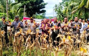 Ketua DPRD Sangihe, Ferdy Sondakh saat menghadiri panen raya jagung. (Foto: AM Budiman)