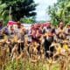 Ketua DPRD Sangihe, Ferdy Sondakh saat menghadiri panen raya jagung. (Foto: AM Budiman)