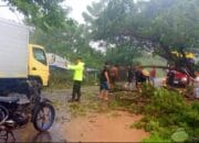 Polsek Paguat Tangani Cepat Pohon Tumbang yang Tutup Jalan Trans Sulawesi