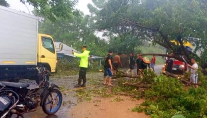 Polsek Paguat Tangani Cepat Pohon Tumbang yang Tutup Jalan Trans Sulawesi