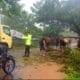 Polsek Paguat Tangani Cepat Pohon Tumbang yang Tutup Jalan Trans Sulawesi. (Foto: Humas Polres Pohuwato)
