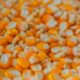 Jagung pipil kering (Foto: Ist)
