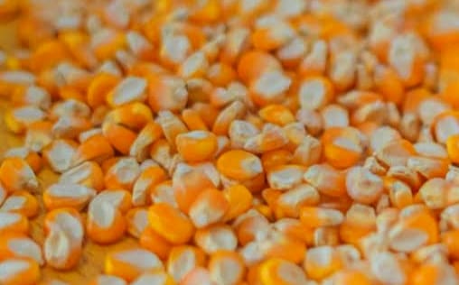 Jagung pipil kering (Foto: Ist)