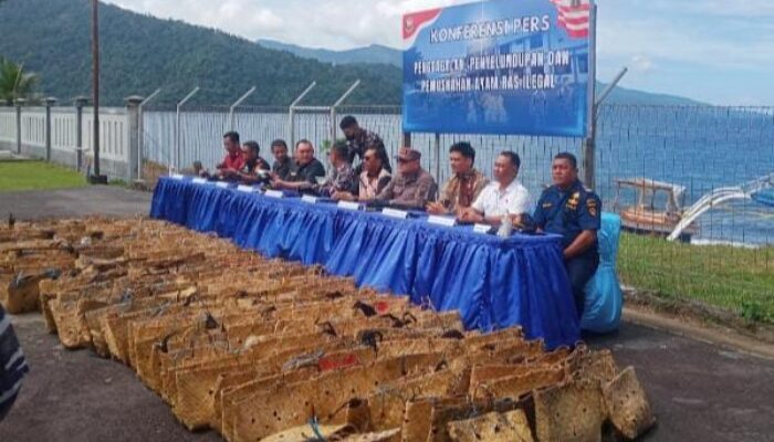 Lanal Tahuna Musnahkan Ratusan Ayam Ras Ilegal Selundupan dari Filipina