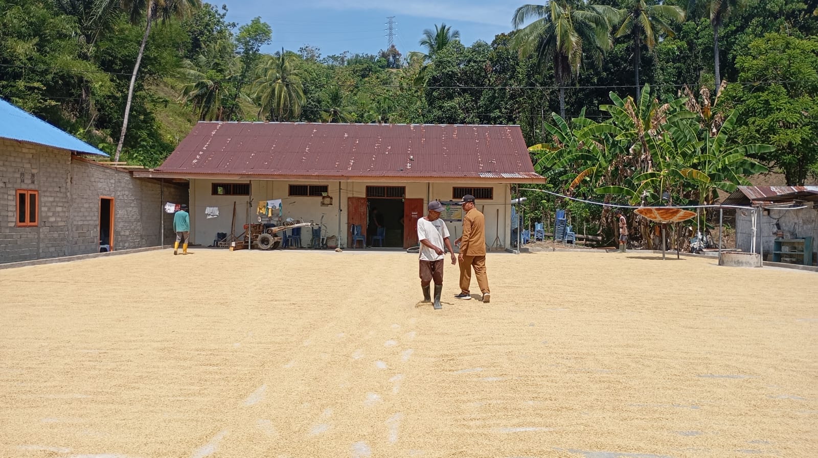 Wujudkan Ketahanan Pangan, Gilingan Padi Huyula Desa Posso Resmi Beroperasi 2 Tempat jemuran milik gilingan padi Huyula Desa Posso. (Foto: GoTimes)