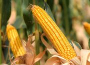 Jagung pipil kering (Foto: Ist)
