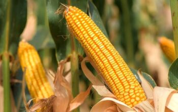 Jagung pipil kering (Foto: Ist)