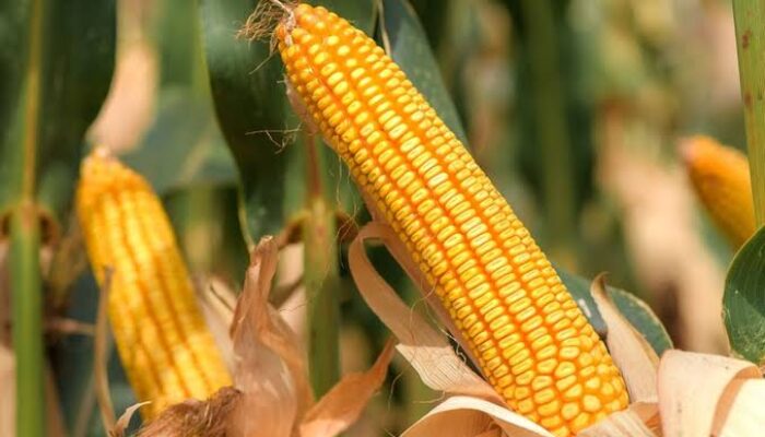Luas Panen Jagung Menyusut, Produksi Mei Turun 9 Persen