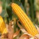 Jagung pipil kering (Foto: Ist)
