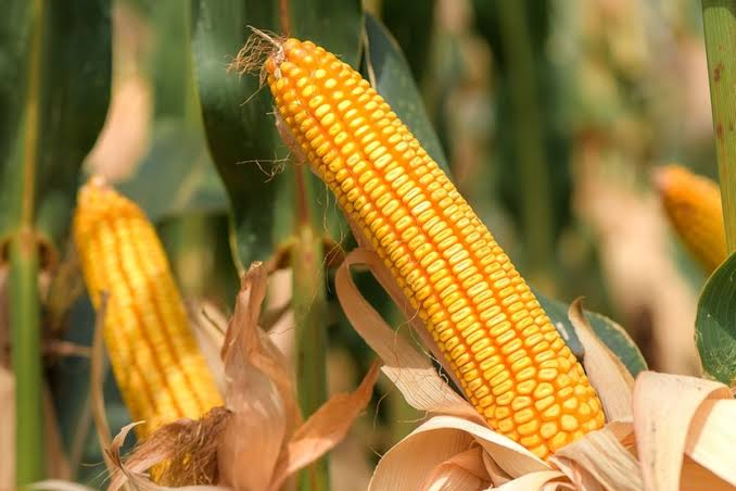 Jagung pipil kering (Foto: Ist)