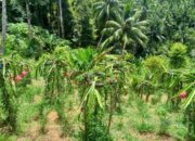 Dari Satu Bibit, Om Udin Kembangkan Seribu Pohon Buah Naga di Sangihe. (Foto: GoTimes/AM. Budiman)