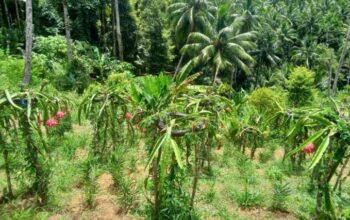 Dari Satu Bibit, Om Udin Kembangkan Seribu Pohon Buah Naga di Sangihe. (Foto: GoTimes/AM. Budiman)