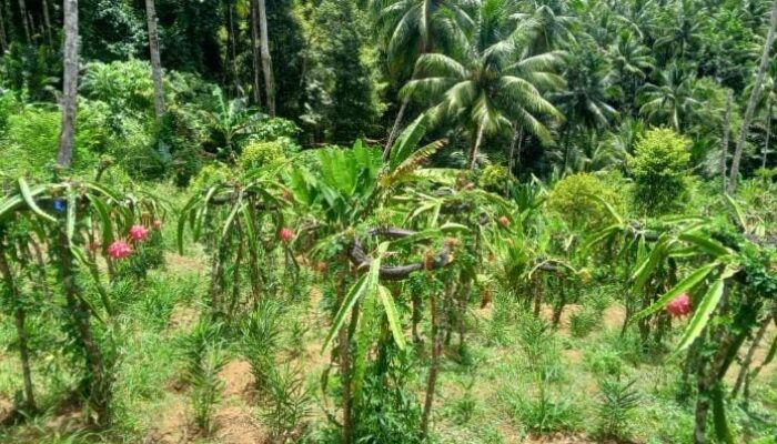 Dari Satu Bibit, Om Udin Kembangkan Seribu Pohon Buah Naga di Sangihe
