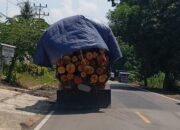 Sebuah mobil dump truck bermuatan kayu milik HTI melintas di jalan raya Kecamatan Kwandang. (Foto: GoTimes/Febri)