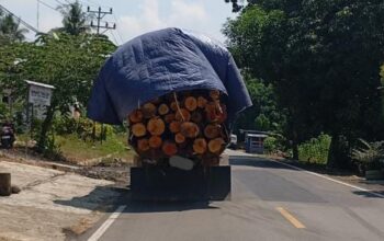 Sebuah mobil dump truck bermuatan kayu milik HTI melintas di jalan raya Kecamatan Kwandang. (Foto: GoTimes/Febri)