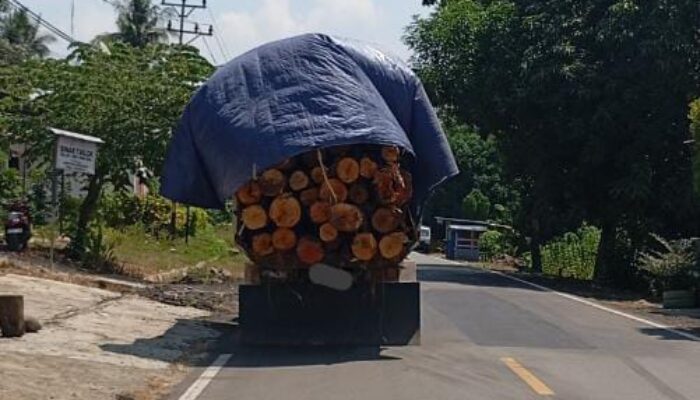 Warga Keluhkan Truk Pengangkut Kayu HTI Diduga Melebihi Kapasitas