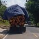 Sebuah mobil dump truck bermuatan kayu milik HTI melintas di jalan raya Kecamatan Kwandang. (Foto: GoTimes/Febri)