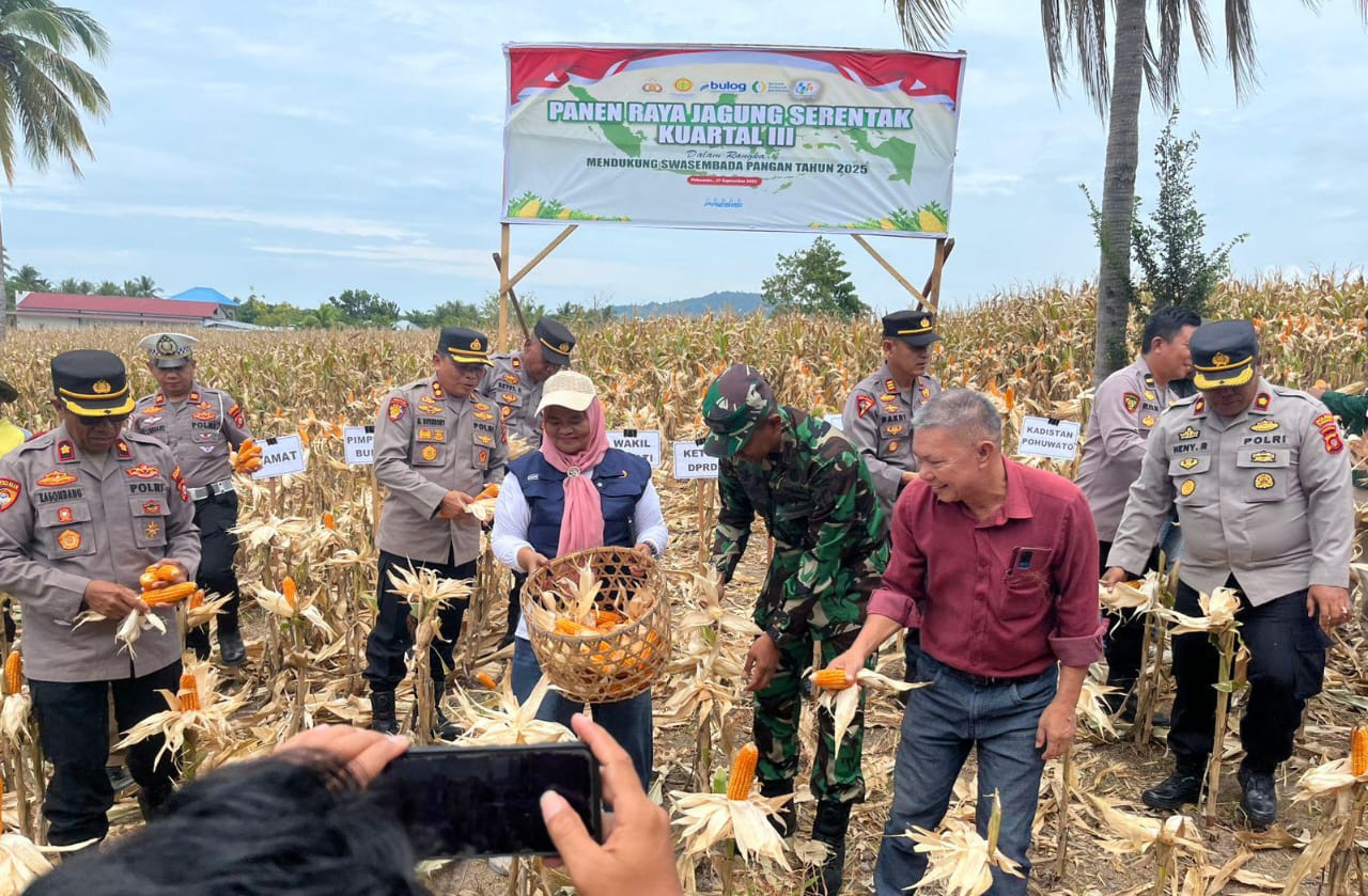 Panen Raya Jagung Kuartal III, Polres Pohuwato Perkuat Program Swasembada Pangan 2025 1 Panen Raya Jagung Kuartal III, Polres Pohuwato Perkuat Program Swasembada Pangan 2025.(Foto: Humas Polres Pohuwato)