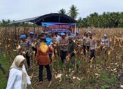 Polres Pohuwato Tanam dan Panen Sendiri, Dorong Kemandirian Pangan Masyarakat 9 Polres Pohuwato Tanam dan Panen Sendiri, Dorong Kemandirian Pangan Masyarakat. (Foto: Humas Polres Pohuwato)