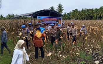 Polres Pohuwato Tanam dan Panen Sendiri, Dorong Kemandirian Pangan Masyarakat 3 Polres Pohuwato Tanam dan Panen Sendiri, Dorong Kemandirian Pangan Masyarakat. (Foto: Humas Polres Pohuwato)