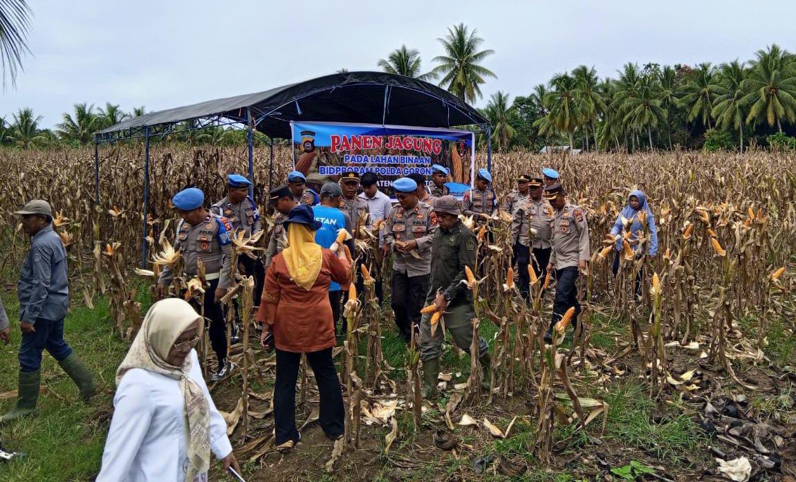 Polres Pohuwato Tanam dan Panen Sendiri, Dorong Kemandirian Pangan Masyarakat 1 Polres Pohuwato Tanam dan Panen Sendiri, Dorong Kemandirian Pangan Masyarakat. (Foto: Humas Polres Pohuwato)