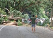 Urgensi Penebangan Pohon Besar di Tanjakan Pontolo Dipertanyakan 9 Urgensi Penebangan Pohon Besar di Tanjakan Pontolo Dipertanyakan. (Foto: Windra Lagarusu)