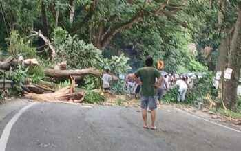 Urgensi Penebangan Pohon Besar di Tanjakan Pontolo Dipertanyakan 3 Urgensi Penebangan Pohon Besar di Tanjakan Pontolo Dipertanyakan. (Foto: Windra Lagarusu)