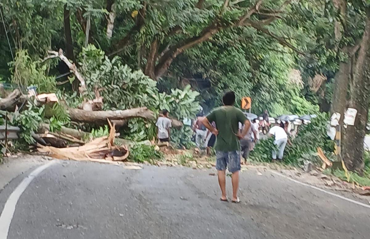 Urgensi Penebangan Pohon Besar di Tanjakan Pontolo Dipertanyakan. (Foto: Windra Lagarusu)
