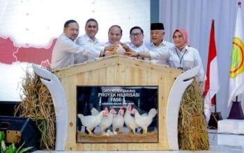 Gorontalo Utara Jadi Lokasi Hilirisasi Ayam Nasional, Peluang Peternak Lokal Terbuka Lebar