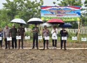 Polres Pohuwato Tanam Jagung Kuartal I 2026 Dukung Program Swasembada Pangan. (Foto: Humas Polres Pohuwato)